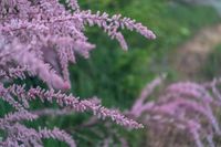 Tamarisk op stam