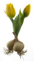 PSO Holland tulip Sally w/bulb yellow 18 cm kunstbloem - Nova nature