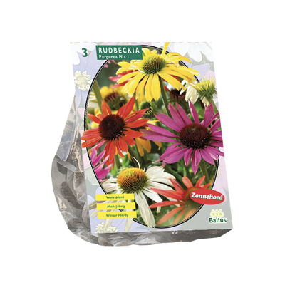 Rudbeckia