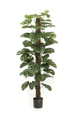 Monstera on pole 180 cm/57 lvs - Emerald