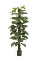 Monstera on pole 180 cm/57 lvs - Emerald