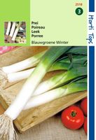 Prei Blauwgroene Winter, Sel. Hiverbleu - Hortitops