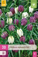 Jub Fritillaria meleagris mix 30st
