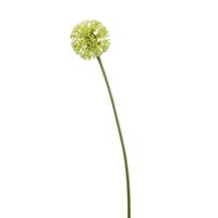 Allium