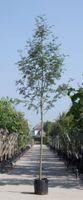 Lijsterbes Sorbus aucuparia h 250 cm st. omtrek 8 cm - Warentuin Natuurlijk