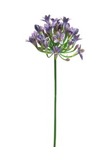 Agapanthus dame blauw 75cm