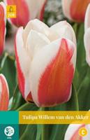 Tulipa Willem van den Akker - Jub