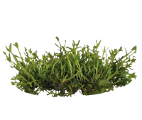 AquaVitaal Easy Grow Gratiola Viscidula
