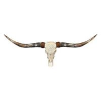 Skull Decoratie - Longhoorn - Skull - Longhorn - Schedel