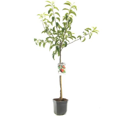 Malus domestica Jonagold Rode handappel laagstam fruitplant Fruithof - Fruithof