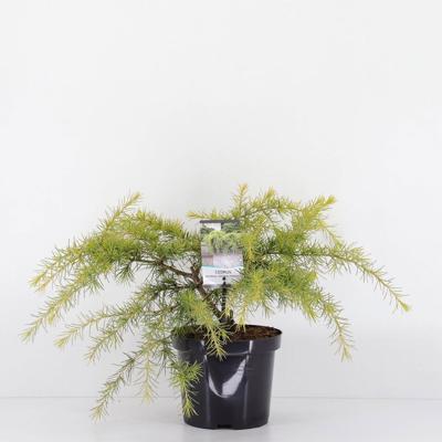 Cedrus deodara golden horizon 45 cm - Warentuin natuurlijk