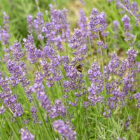 Lavendel (biologisch)