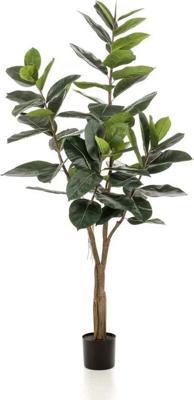 Ficus elastica tree 65lvs/180 cm - Emerald