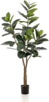 Ficus elastica tree 65lvs/180 cm - Emerald