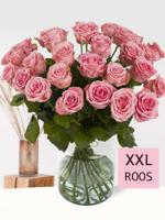 30 roze rozen XXL - Sophia Loren