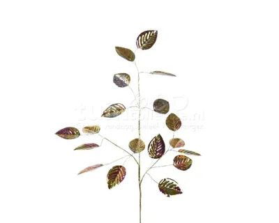Decoratietak Goud Parelmoer 68cm