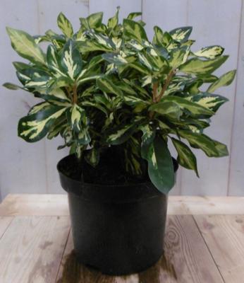 Rododendron 40 cm roze bont blad Warentuin Natuurlijk - Warentuin natuurlijk