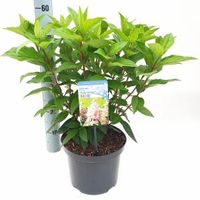 Hydrangea Paniculata "Pinky Winky"® pluimhortensia - 40-45 cm - 1 stuks - thumbnail