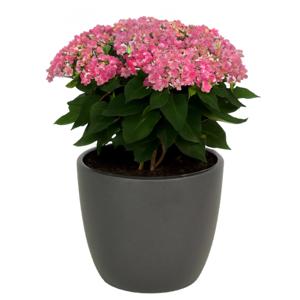 Floran bloempot/plantenpot Atmosphera - mat antraciet grijs - keramiek - D15 x H13 cm