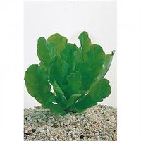 Samolus floribundus - 6 stuks - aquarium plant - thumbnail