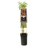 Zwarte Bes Ribes Nigrum Ben Nevis 75 cm klimplant - thumbnail