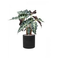 Plant in Pot Alocasia Polly 70 cm kamerplant in Rough Black Washed 25 cm bloempot - thumbnail