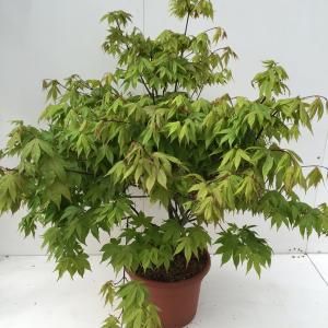 Japanse esdoorn (Acer palmatum "Osakasuki") heester - 80-100 cm - 1 stuks