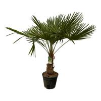 Trachycarpus Fortuneii - 200 cm - Ø30cm Trachycarpus Fortuneii - 200 cm - Ø30cm