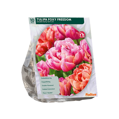 Tulp