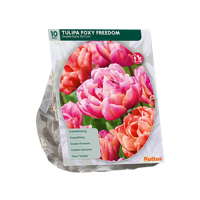 Tulp