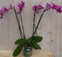 Kamerplant Vlinderorchidee phalaenopsis roze 4 takken - Warentuin Natuurlijk - thumbnail