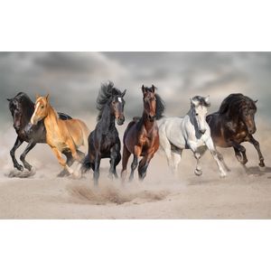 Dieren kinderkamer poster galopperende paarden in het zand 84 x 52 cm   -