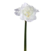 PTMD Kunstbloem Amaryllis - 17x38x75 cm - Kunststof - Wit