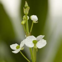 Smalbladig pijlkruid (Sagittaria graminea) moerasplant - 6 stuks - thumbnail