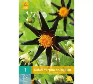 1 Dahlia Verrone'S Obsidian