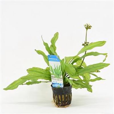 Echinodorus major martii - 6 stuks - aquarium plant