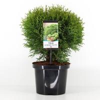 Thuja occidentalis tiny tim 30-40 cm - Warentuin natuurlijk