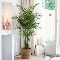 Kentia Palm - Howea forsteriana - P24