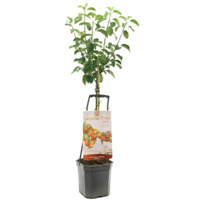 Appelboom Malus dom Elstar wondertree