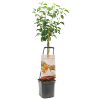 Appelboom Malus dom Elstar wondertree