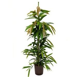 Ficus amstel king toef S hydrocultuur plant