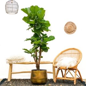 Ficus Lyrata Vertakt - Vioolbladplant - P30