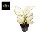 Aglaonema White Joy - Ø12cm - ↕35cm - thumbnail