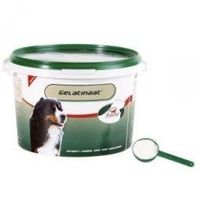Gelatinaat hond Gelatinaat hond