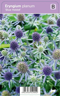 Vips Eryngium planum Blue Hobbit - Kruisdistel