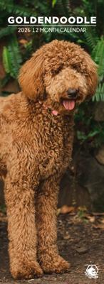 Goldendoodle Slimline Kalender 2026