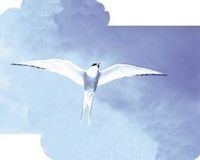 Arctic tern (noordse stern)