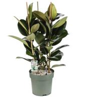 Rubberboom (Ficus elastica 'Mandela') D 30 H 120 cm Potmaat 30 H120 kamerplant Beautanic Lifestyle - Beautanic lifestyle