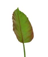 Caladium kunstblad deluxe 75 cm