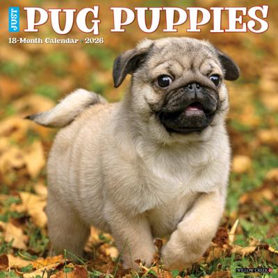 Mopshond Puppies Kalender 2026